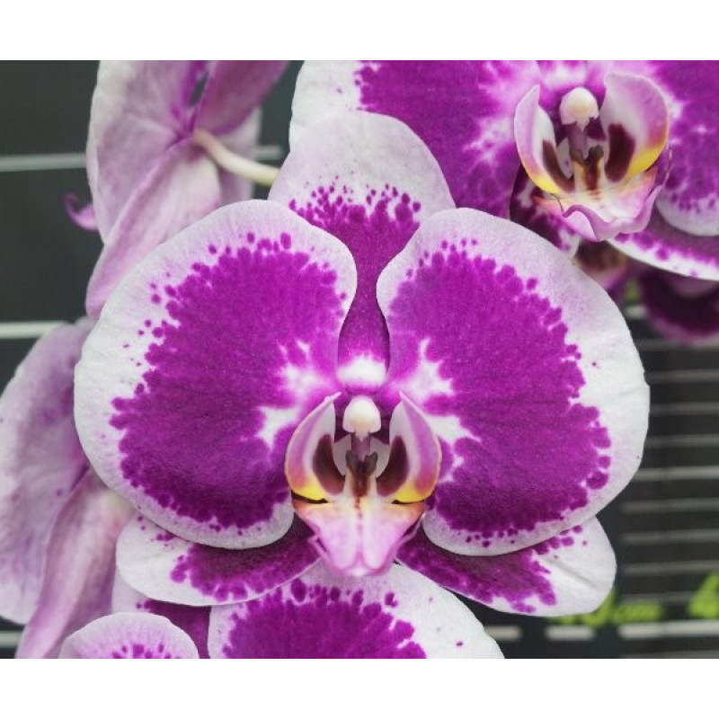 Орхидея Phal. Miki Jazz 181 - купить, доставка Украина